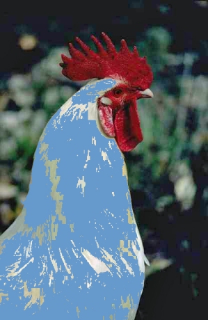 Blue-Rooster-Humorous-Political-News-Spoof